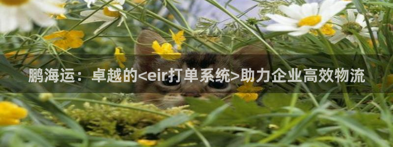 公海赌博为什么没人管